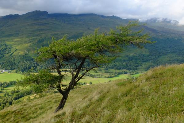 Photo of Wind swept tree showing the prevailing wind
