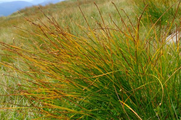 Photo of Deer grass starting to change colour
