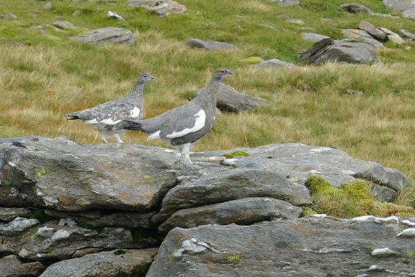 Photo of Ptarmigan showing how their plumage closes matches the rocks